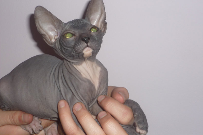 Продам: Котята породы Донской сфинкс