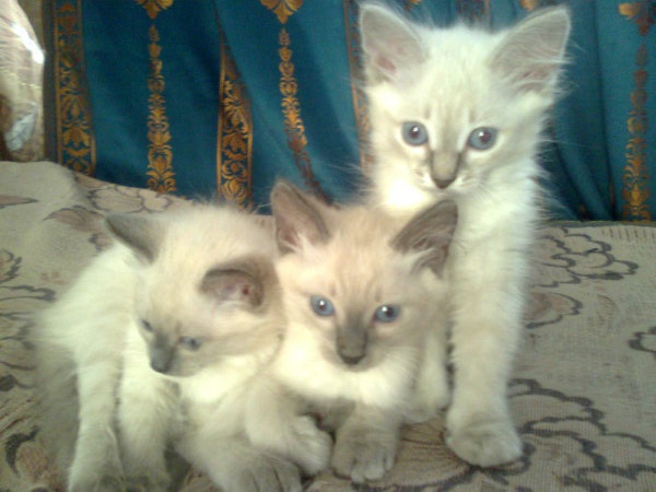 Продам: Балинезийские котята
