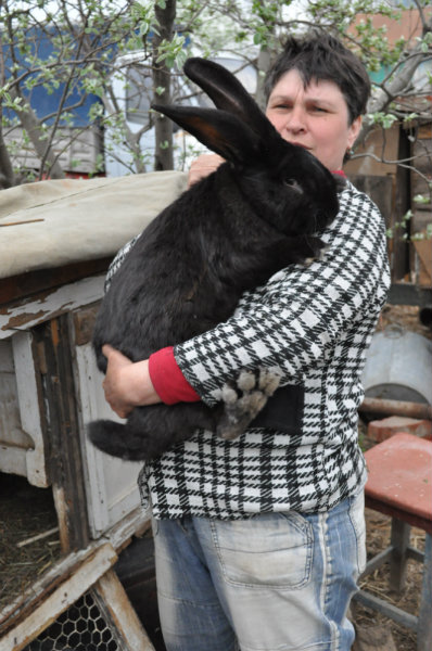 Продам: кроликов крупной породы -фландр