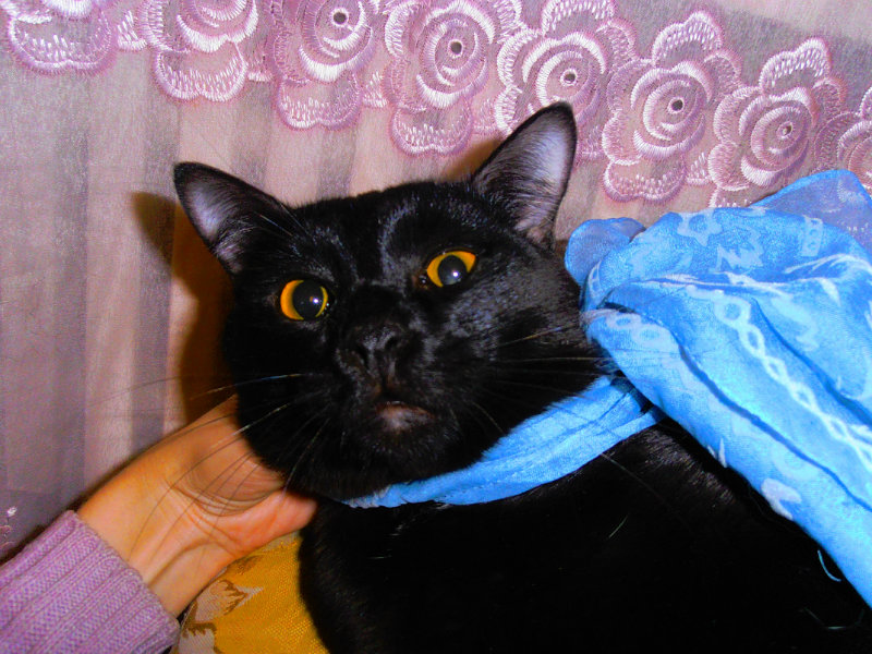 Отдам даром: Шикарный черный котище