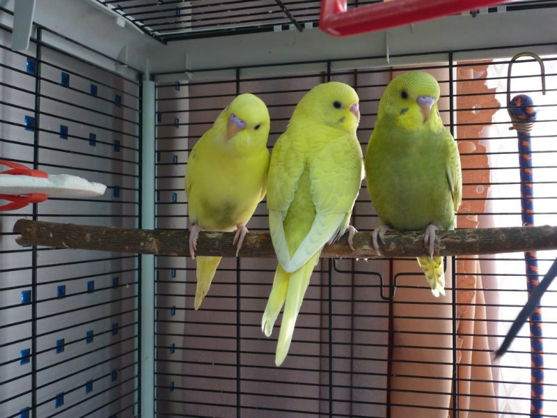 Продам: Птенцы волнистых попугайчиков