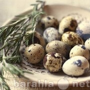 Продам: Перепелиные яйца
