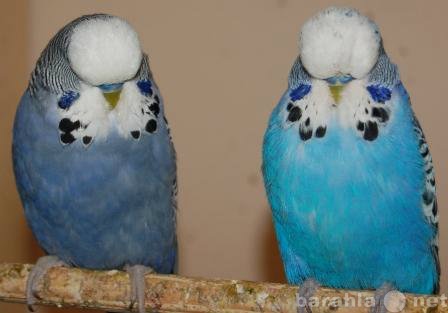 Продам: Продам выставочных волнистых попугаев