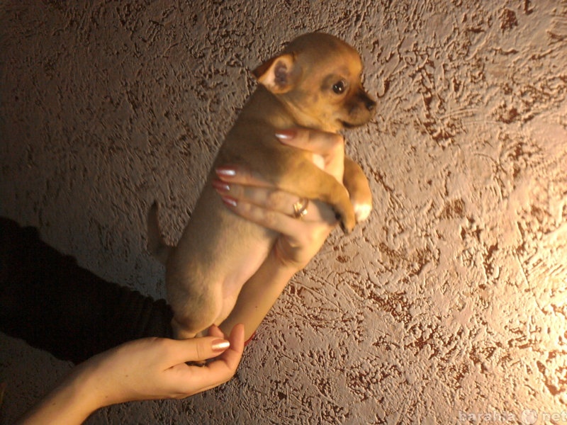 Продам: Красивые щенки чихуахуа