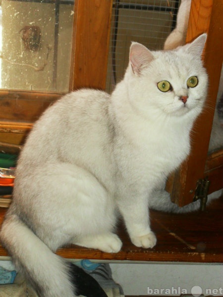 Продам: котенок британский -серебристая шиншилла