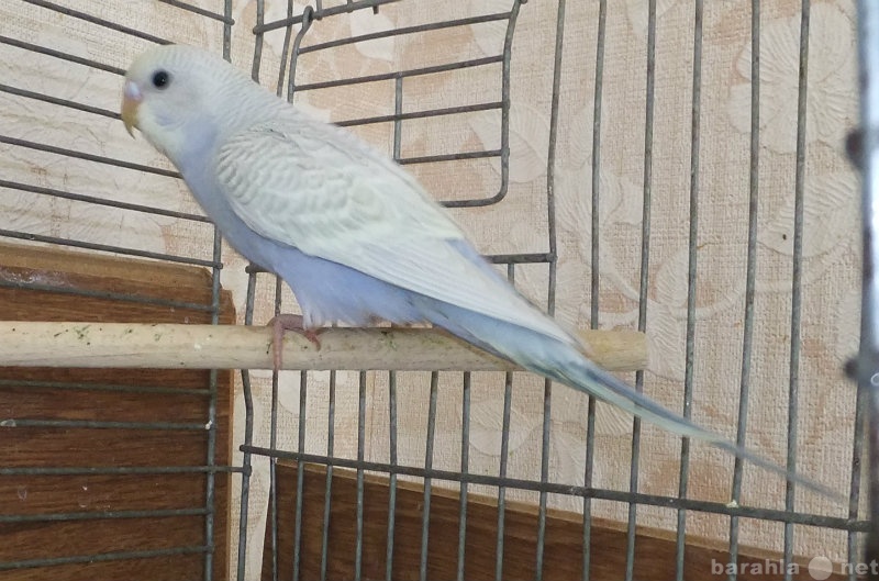 Продам: Волнистый попугай  1 месяц (самец)