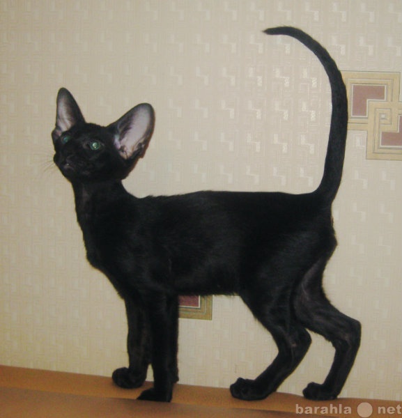 Продам: Ориентальный черный котенок (эбони)