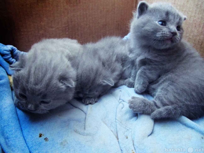 Продам: скоттиш-страйт голубые котята, очаровашк