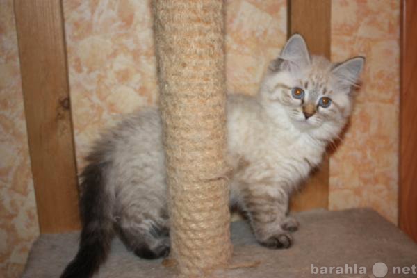 Продам: Сибирские (невские маскарадные) котята
