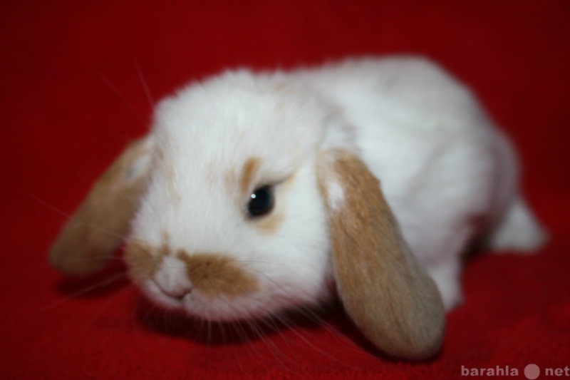 Продам: Продаются карликовые вислоухие кролики