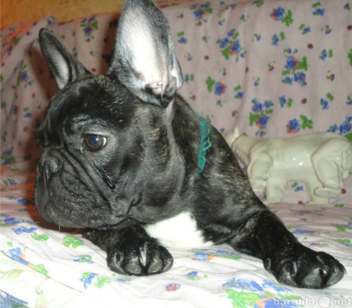Продам: подрощенный щенок французского бульдога