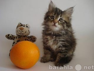 Продам: Сибирские котята  Доставка Днепр