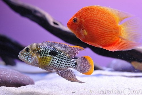 Продам: Аквариумы спб, аквариумные рыбки
