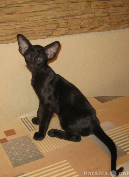 Продам: Ориентальный черный котенок