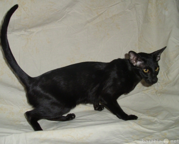 Продам: Черная ориентальная кошка