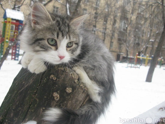 Продам: Сибирские котята от элитных родителей