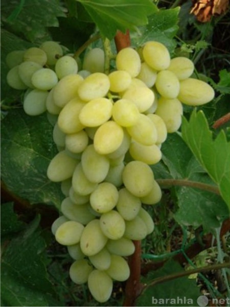 Продам: черенки и саженцы винограда Республики Т