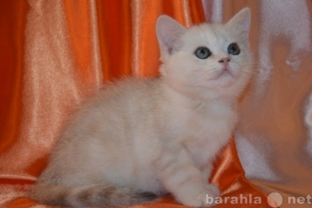 Продам: Британские котята  из Челябинска