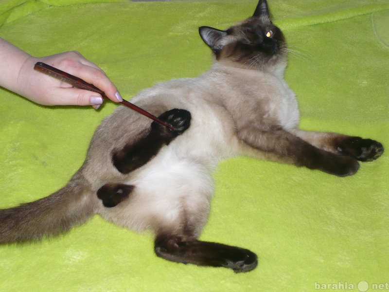 Продам: Тайский кот приглашает на вязк