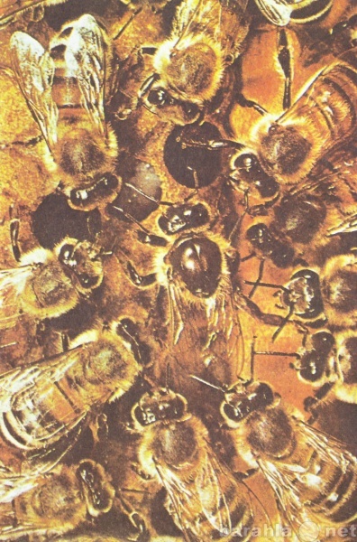 Продам: пчелы в канске