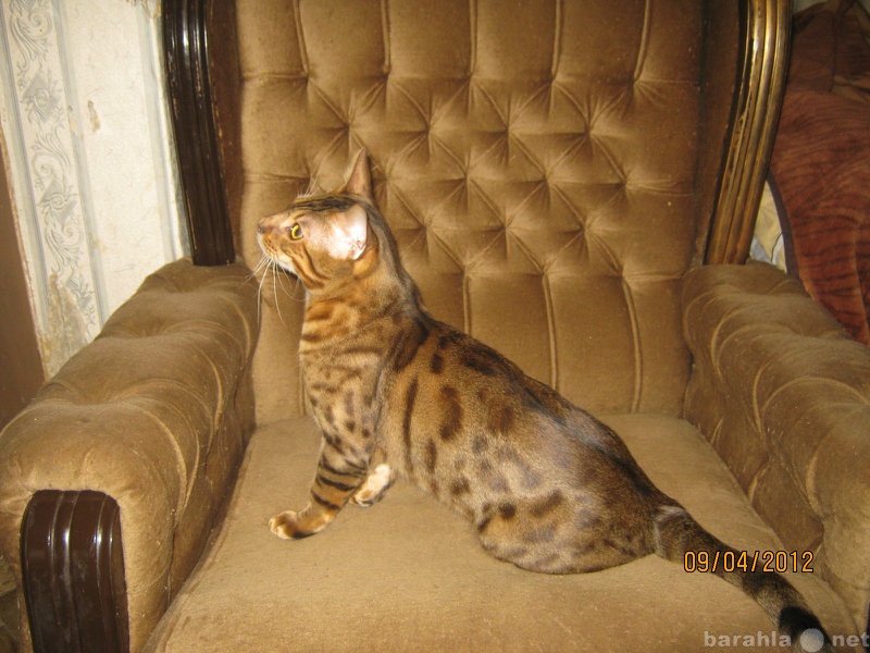 Продам: Бенгальский котик для вязок