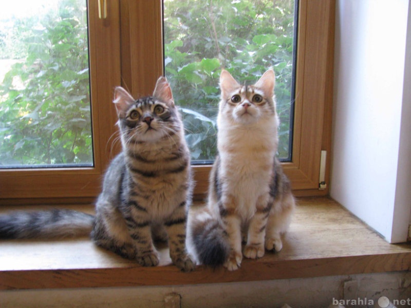 Продам: Сибирские котята редких  окрасов