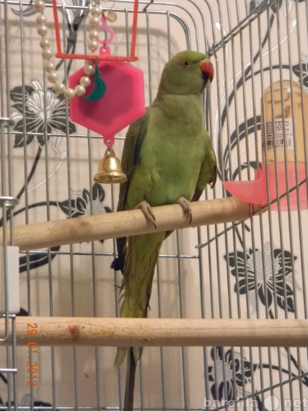 Продам: Ожереловый попугай