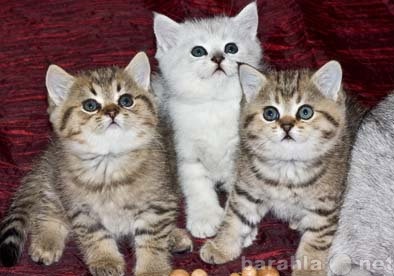 Продам: Шотландские короткошерстные котята