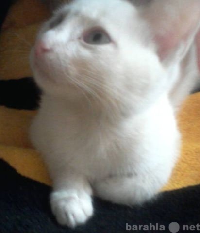 Отдам даром: Котёнок белый с голубыми глазами.