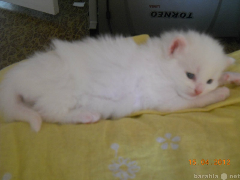 Продам: Белый пушистый котенок