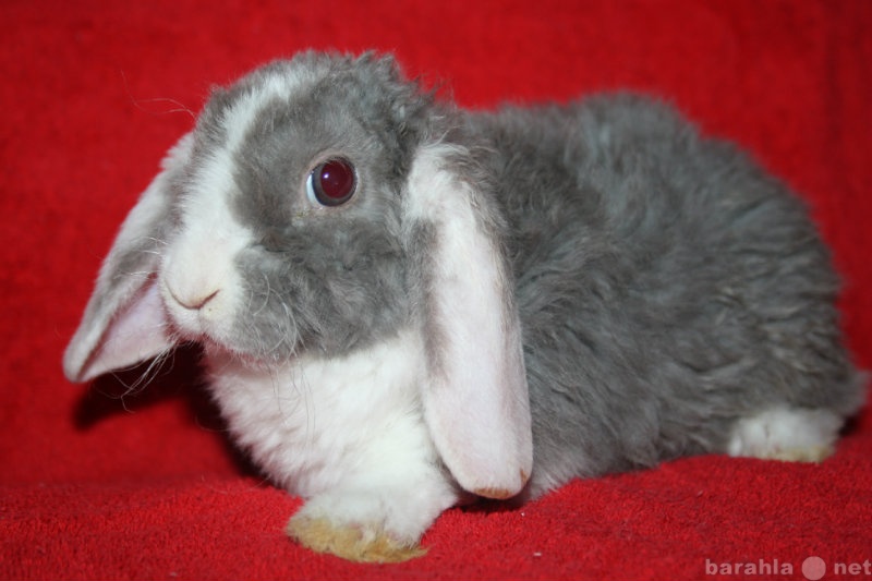 Продам: Крольчата