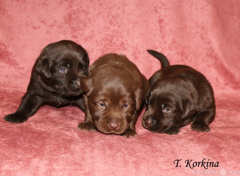 Продам: Шоколадные щенки Лабрадора