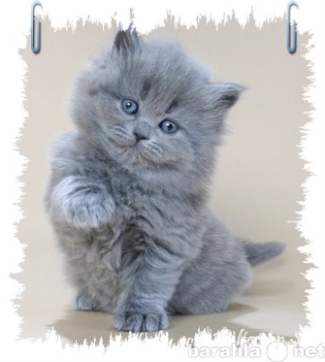 Продам: Британских плюшевых котят+Подарок