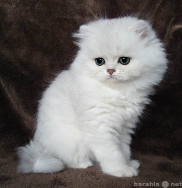 Приму в дар: милого Персидского котёнка.