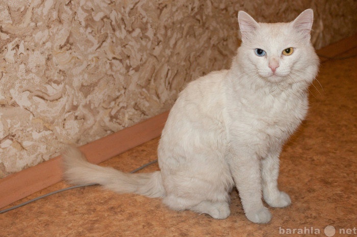 Отдам даром: Белый кот с разноцветными глазами, 3 год