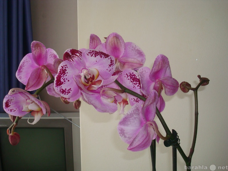 Продам: Орхидея цветущая высотой около 80 см