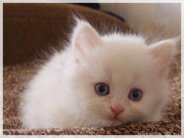 Приму в дар: белого пушистого котёнка