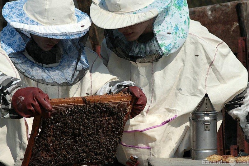 Продам: Продаю пчелосемьи,пчелопакеты