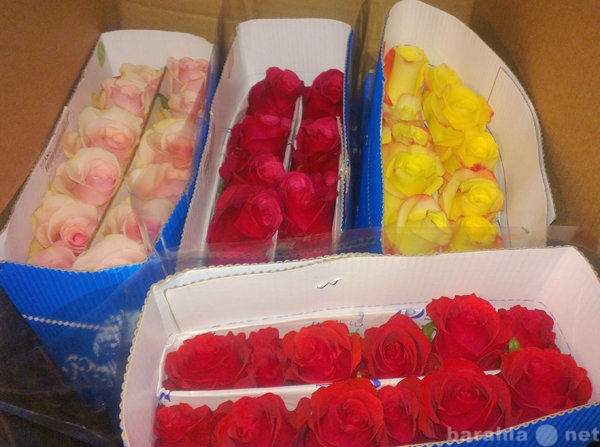 Продам: Прямые оптовые поставки цветов в регионы