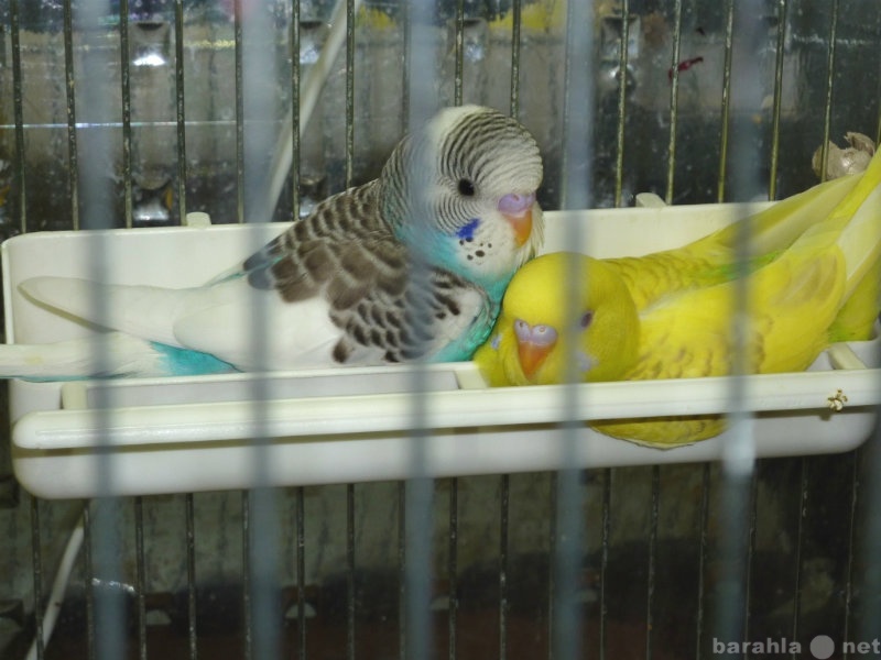Продам: птенцы волнистых попугайчиков