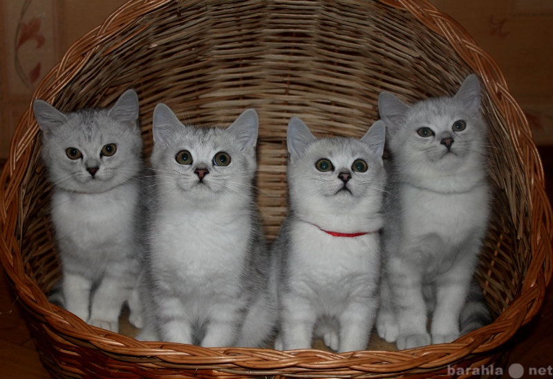 Продам: Британские короткошерстные котята
