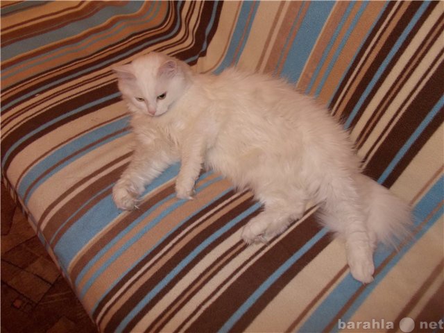 Отдам даром: кошка-метис перса