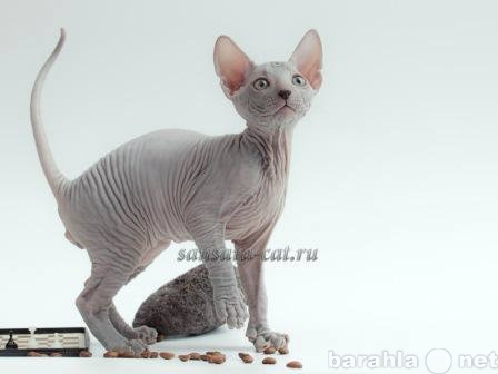 Продам: Купить котят породы Донской сфинкс в Мос