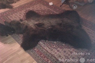 Продам: ковёр из шкуры медведя