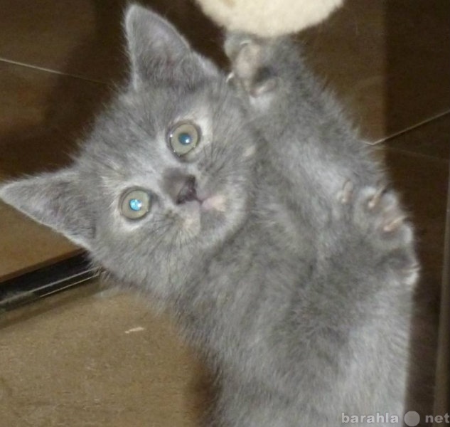 Продам: британский плюшевый котенок