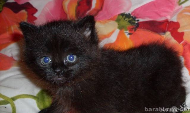 Продам: Британского черного котенка