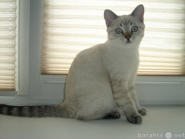 Продам: Британский котенок редкого окраса