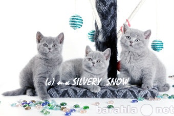 Продам: Британские котята питомника Silvery Snow