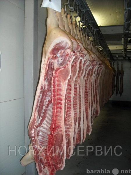 Продам: Мясо свинина
