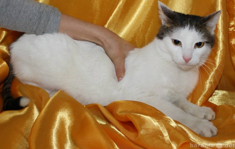 Отдам даром: Кастрированный кот в добрые руки!